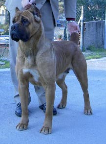 CH. Rothorm Jy Dream Absolute vamp